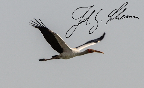 Nimmersatt (Mycteria ibis)