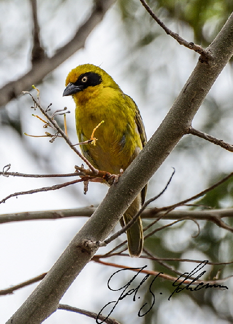  Dorfweber (Ploceus cucullatus)