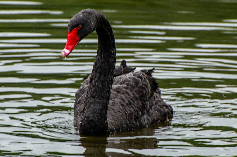 Der Trauerschwan (Cygnus atratus) oder Schwarzschwan ist eine Vogelart aus der Gattung der Schwne und der Familie der Entenvgel. Er ist der einzige fast vllig schwarze Schwan und hat auerdem den lngsten Hals aller Schwne. 