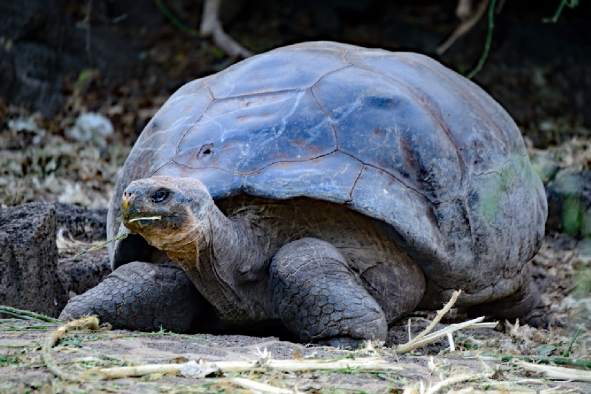 Galpagos-Riesenschildkrte (Chelonoidis nigra) 