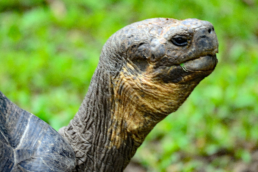 Galpagos-Riesenschildkrte (Chelonoidis nigra) 