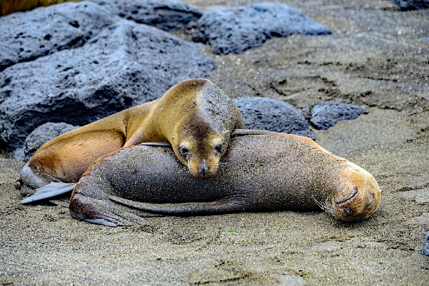 Galpagos-Seelwe (Zalophus wollebaeki)