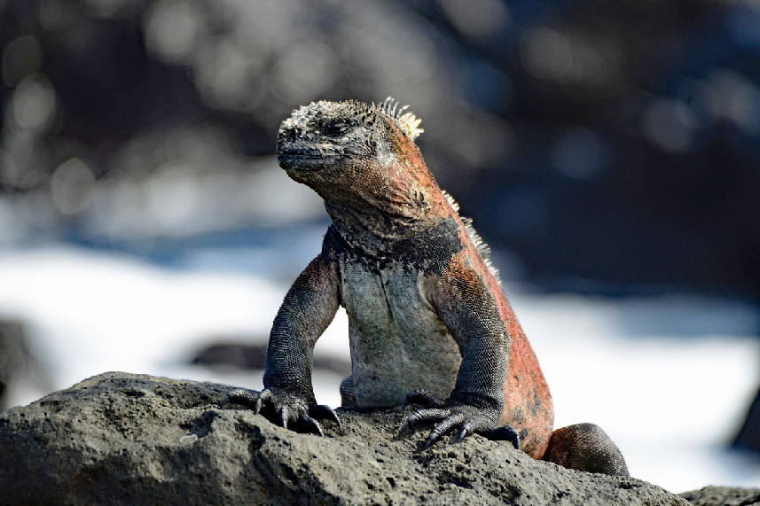 Meerechse (Amblyrhynchus cristatus)