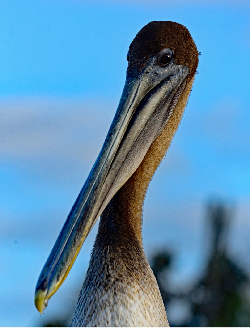 Braunpelikan (Pelecanus occidentalis)