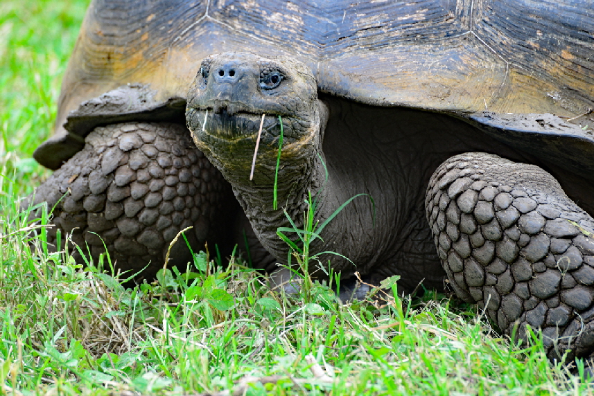 Galpagos-Riesenschildkrte (Chelonoidis nigra) 