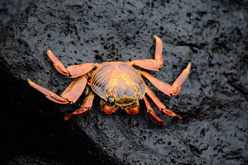 Rote Klippenkrabbe (Grapsus grapsus)