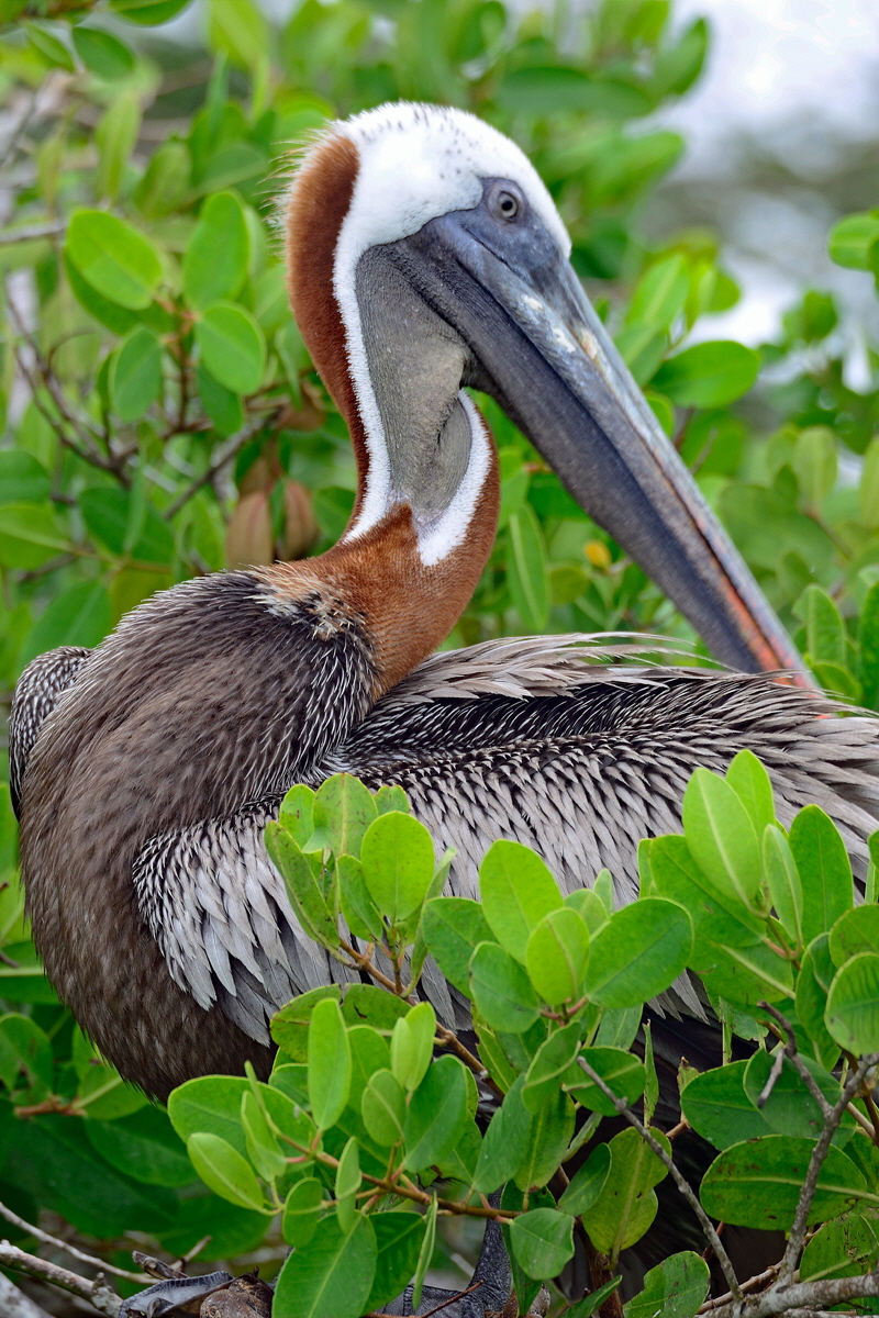 Braunpelikan (Pelecanus occidentalis)