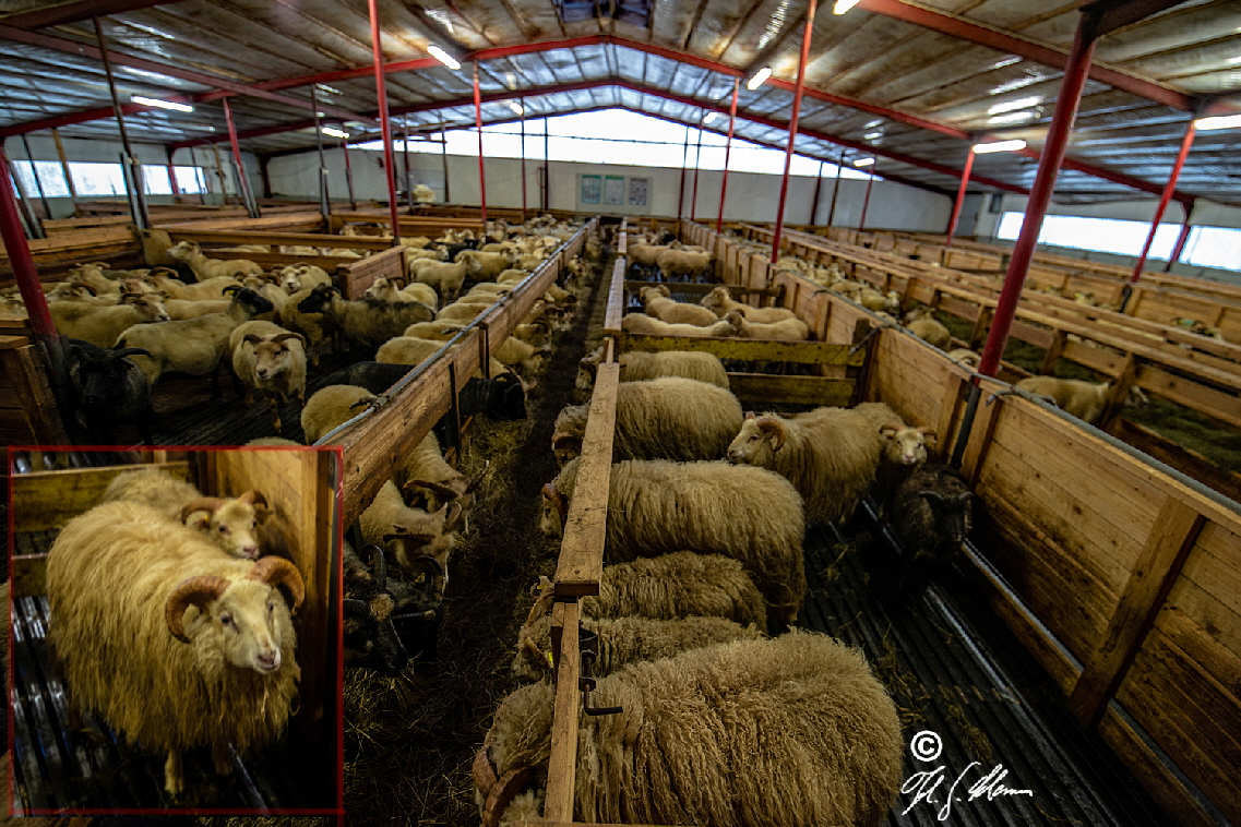 Winterquartier der Schafe auf der Bjarteyjarsandur Farm