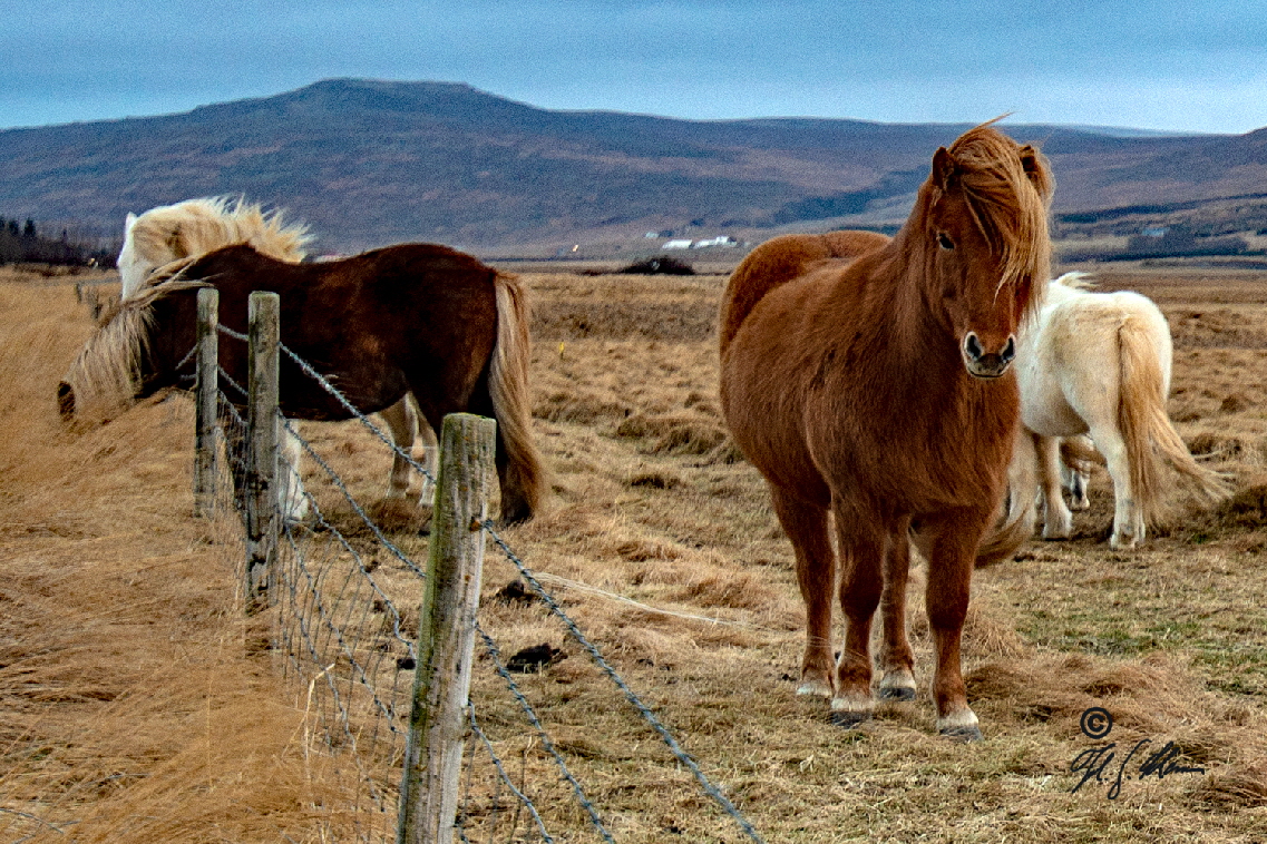 Islandpferde knnen auer den Grundgangarten Schritt, Trab und Galopp auch noch Tlt und Pass.