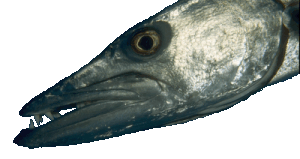 Gro�er Barrakuda (Sphyraena barracuda)