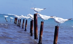 Strandaufnahme Puerto Rico
