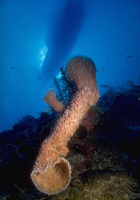 gr. R�hrenschwamm  (Cuba)