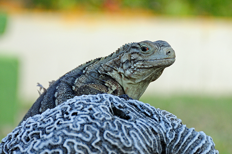 Leguan (Iguanidae)