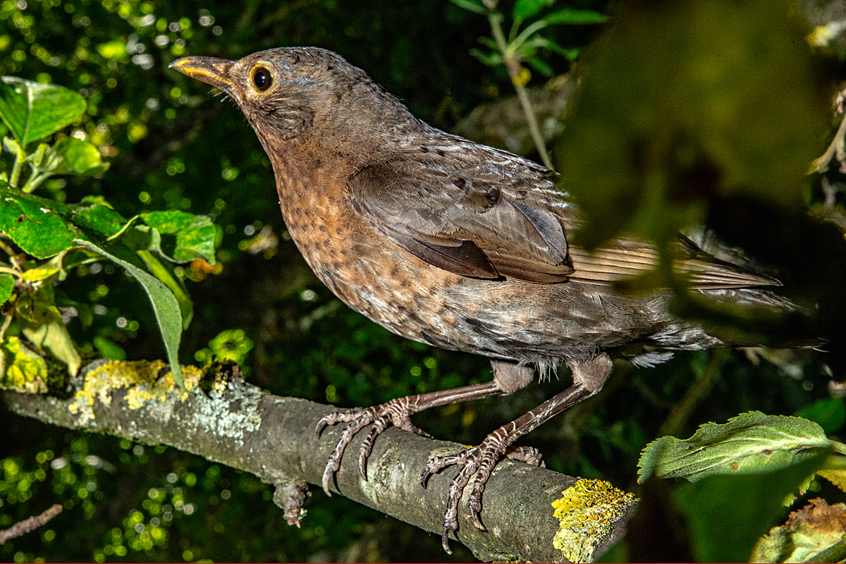Amsel-Frau