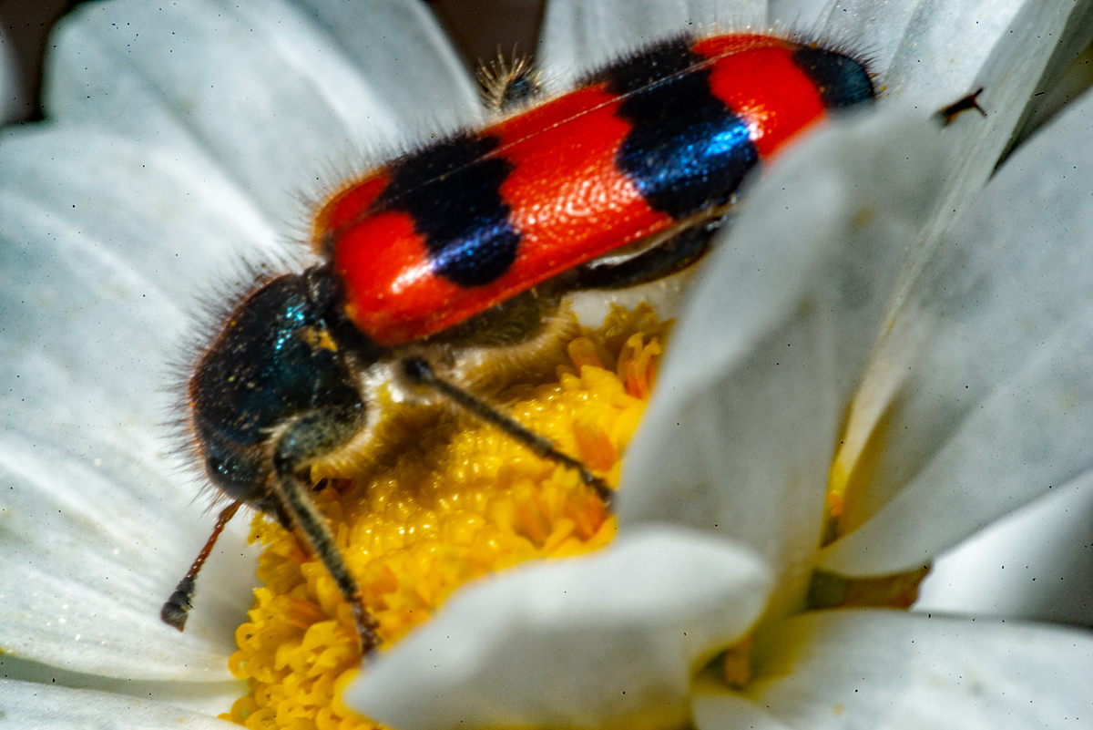 Bienenkfer