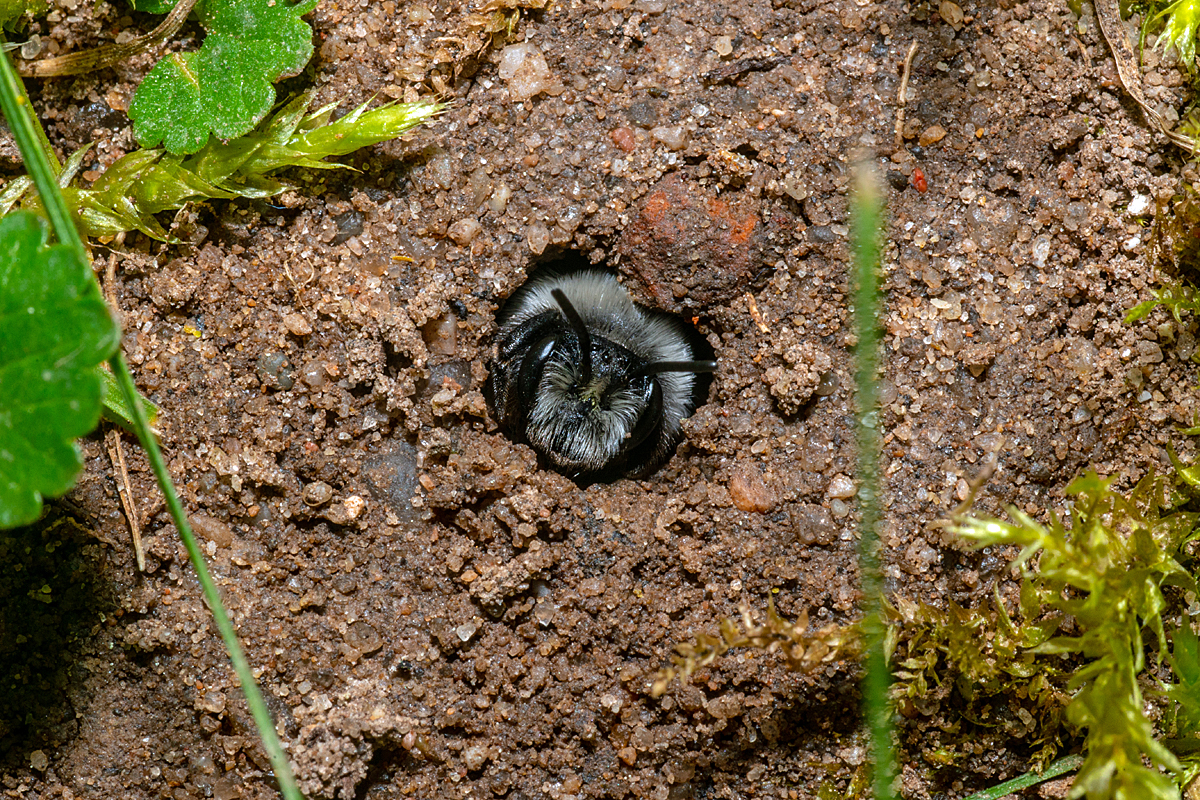 Erdhummel