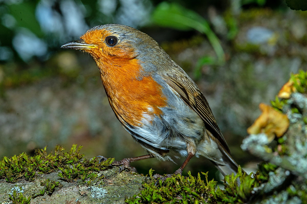 Rotkehlchen1