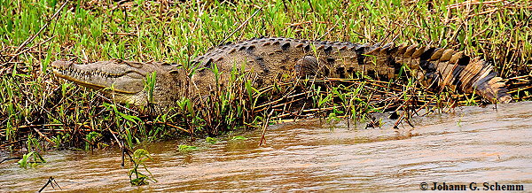 Amerikanisches Krokodil    (Crocodylus acutus)