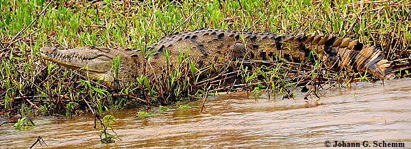 Amerikanisches Krokodil    (Crocodylus acutus)