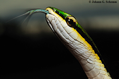 grne  Baumschlange  (Leptophis depressirostris)