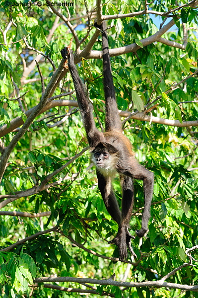 Klammeraffe ((Ateles fusiceps)