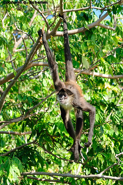 Klammeraffe ((Ateles fusiceps)