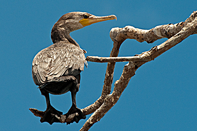 Kormoran    Olivenscharbe  (Phalacrocorax brasilianus)