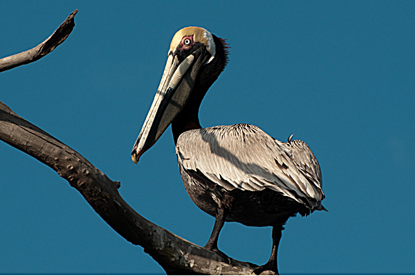 Brauner Pelikan    Pelecanus occidentialis