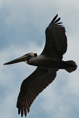 Brauner Pelikan     Pelecanus occidentialis