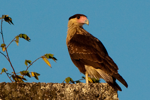 Schopfkarakara   Caracara plancus