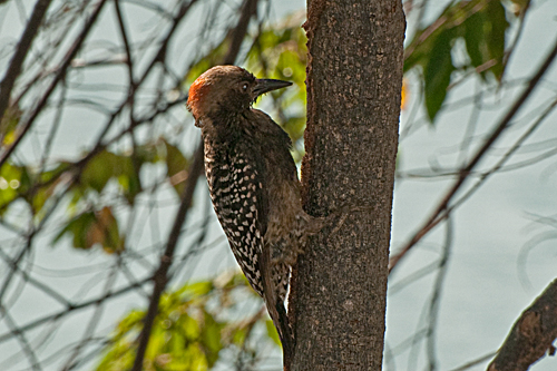 Rotkappenspecht     Melanerpes rubricapillus