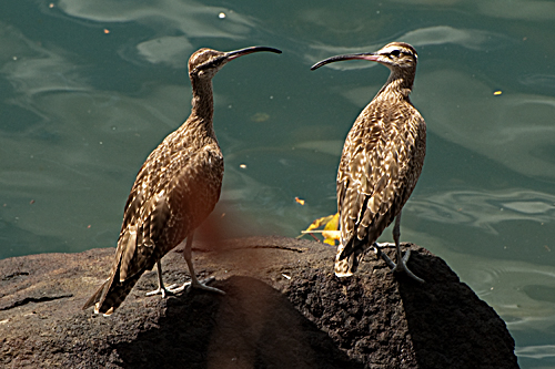 Regenbrachvogel    Numenius phaeopus