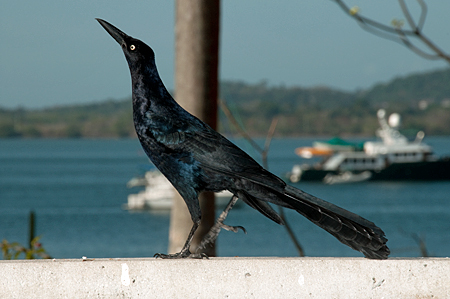 Dohlengrackel  (Quiscalus mexicanus) 