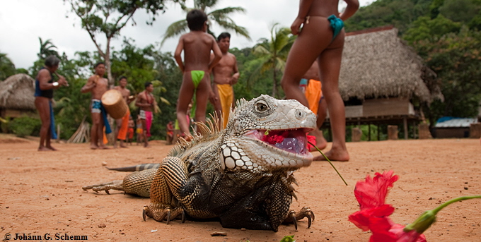 Ember� Indianer und Leguan