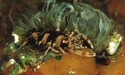 Geb�nderte Partnergarnele (Periclimenes amethysteus)