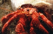 Roter Einsiedlerkrebs (Dardanus calidus)
