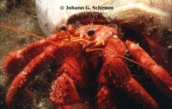 Roter Einsiedler   Dardanus calidus