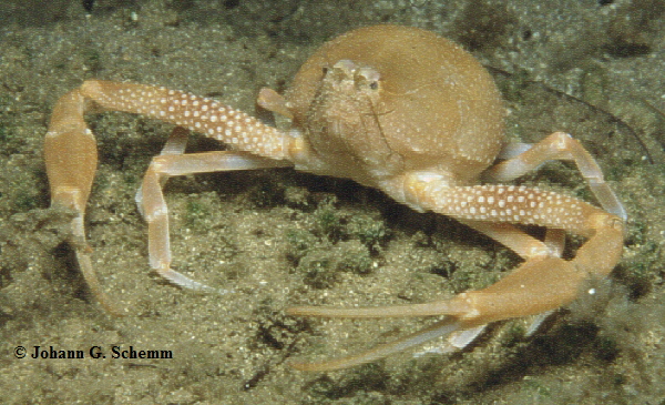 Kugelkrabbe   Ilia nucleus
