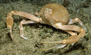 Kugelkrabbe   (Dia nucleus)