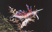 Cratena peregrina