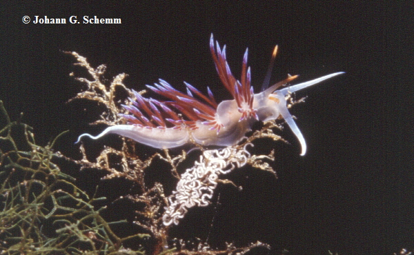 Cratena peregrina