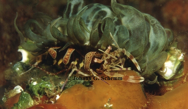 Gebnderte Partnergarnele   Periclimenes amethysteus