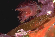 Purpur Saugfisch (Lepadogaster candollei)