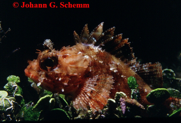 � Johann G. Schemm