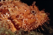 Gr. Roter Drachenkopf  (Scorpaena scrofa)
