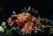 Kleiner Roter Drachenkopf (Scorpaena porcus)