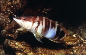 Schriftbarsch (Serranus scriba)