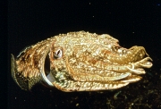 Sepia  (Sepia officinalis)
