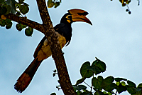 Nashornvögel (Bucerotidae)Klein