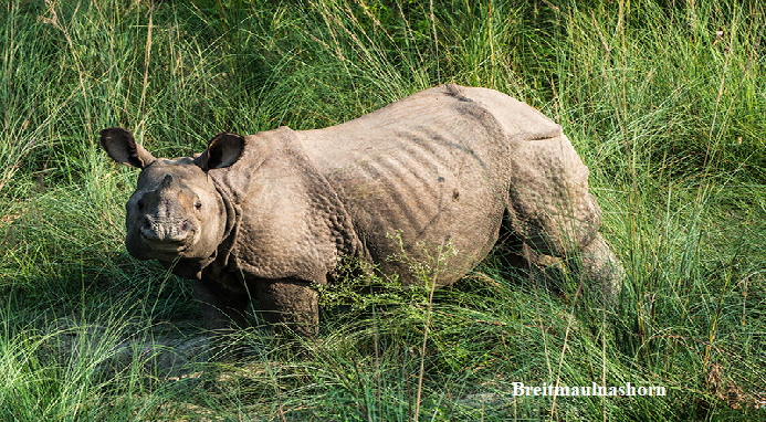 Breitmaulnashorn1